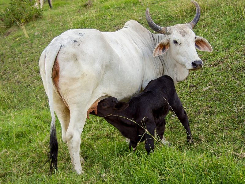 calf-2434425_1280