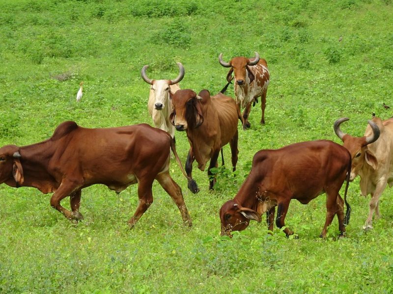 cattle-2594558_1280